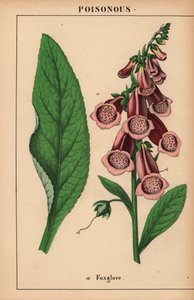 Purple foxglove, from 