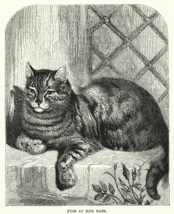 Puss at her ease by English School