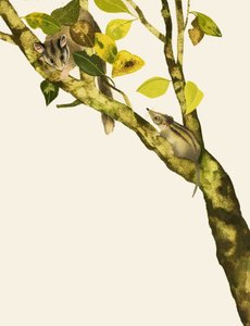 Pygmy Shrews by English School