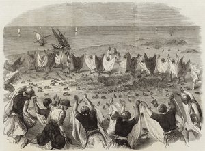 Quail Catching in Syria by English School