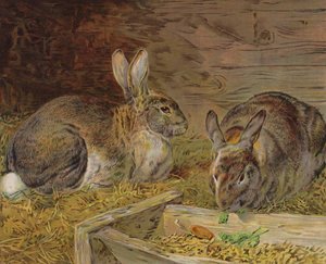 Rabbits in a Barn by English School