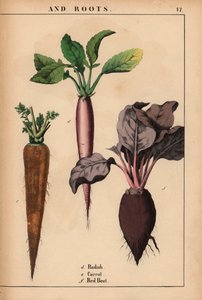Radish, Carrot and Red Beetroot, from 