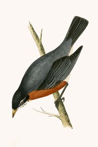 Red Breasted Thrush (illustration from 