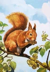 Red Squirrel