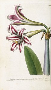 Red and white striped Lily, 1799-1810