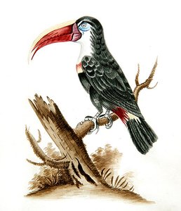 Red bill toucan