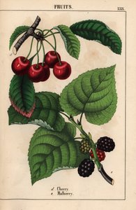 Red Cherries and Mulberry Fruit, from 