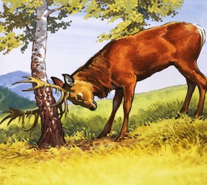 Red deer cleaning antlers by English School