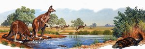 Red kangaroo and duck bill platypus by English School