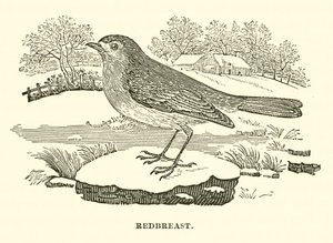 Redbreast