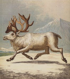 Reindeer by English School
