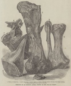 Remains of an Extinct Animal found in the Isle of Wight by English School