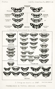 Resemblances in tropical American lepidoptera, illustration from The Hope Reports, Vol. II, 1897-1900, edited by Edward B. Poulton, Oxford, 1901 by English School