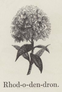 Rhododendron by English School