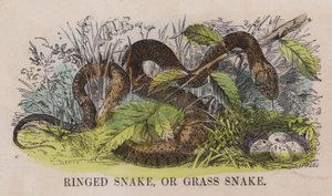 Ringed Snake, or Grass Snake by English School
