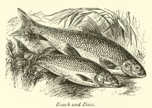 Roach and Dace by English School