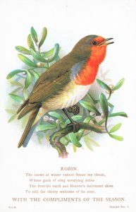 Robin Singing on Branch by English School