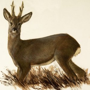 Roe Deer