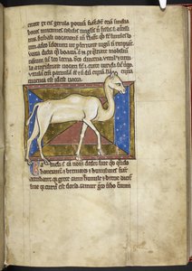 Camel, from 