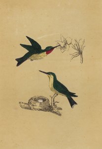 Ruby-Throated Humming-Bird