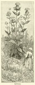 Safflower