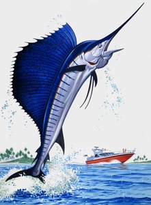Sail Fish by English School