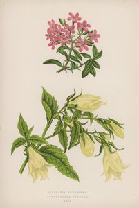 Saponaria Ocymoides; Symphyandra Pendula by English School