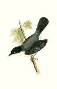 Sardinian Warbler, Illustration from 