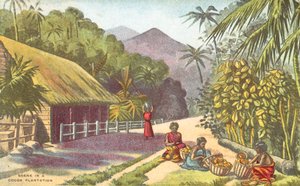 Scene in a Cocoa Plantation by English School