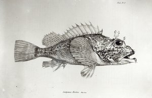 Scorpion Fish, plate 8 from 