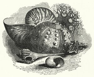 Sea Shells by English School
