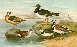 Sea Birds