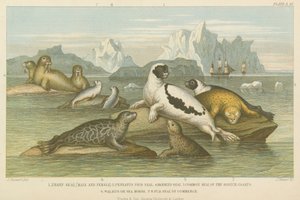 Seals by English School