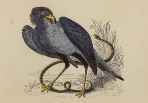 Secretary Bird