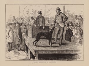 Selling Greyhounds at Aldridge