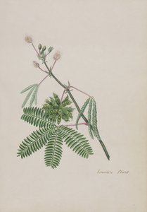 Sensitive Plant, illustration from an Album of Poems, Graphite Drawings & Watercolours, c.1828 by English School
