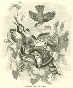 Serpent Attacking a Nest by English School