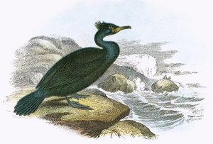 Shag by English School