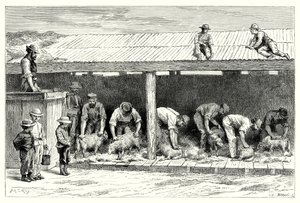 Sheep-Shearing by English School