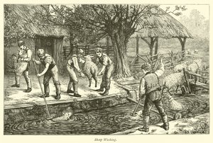Sheep Washing by English School