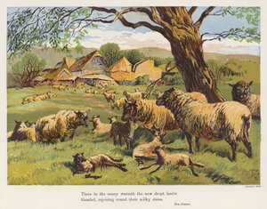 Sheep and Lambs by English School