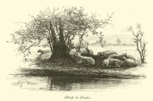 Sheep in Shade by English School