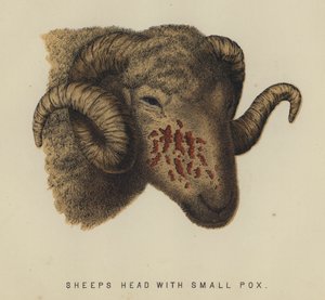 Sheep