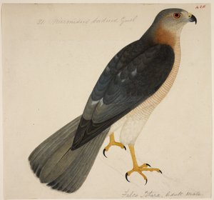 Shikra, or Accipiter Badius
