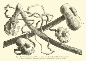 Showing the probable way in which the Early Flint Weapons were used by English School