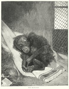 Sick Orangutan by English School