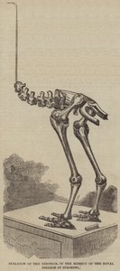 Skeleton of the Dinornis, in the Museum of the Royal College of Surgeons by English School