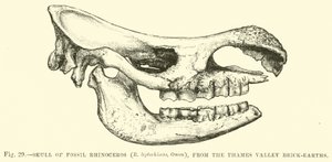Skull of Fossil Rhinoceros, from the Thames Valley Brick-earths by English School