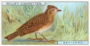 Skylark