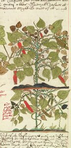 Pepper Plant from 